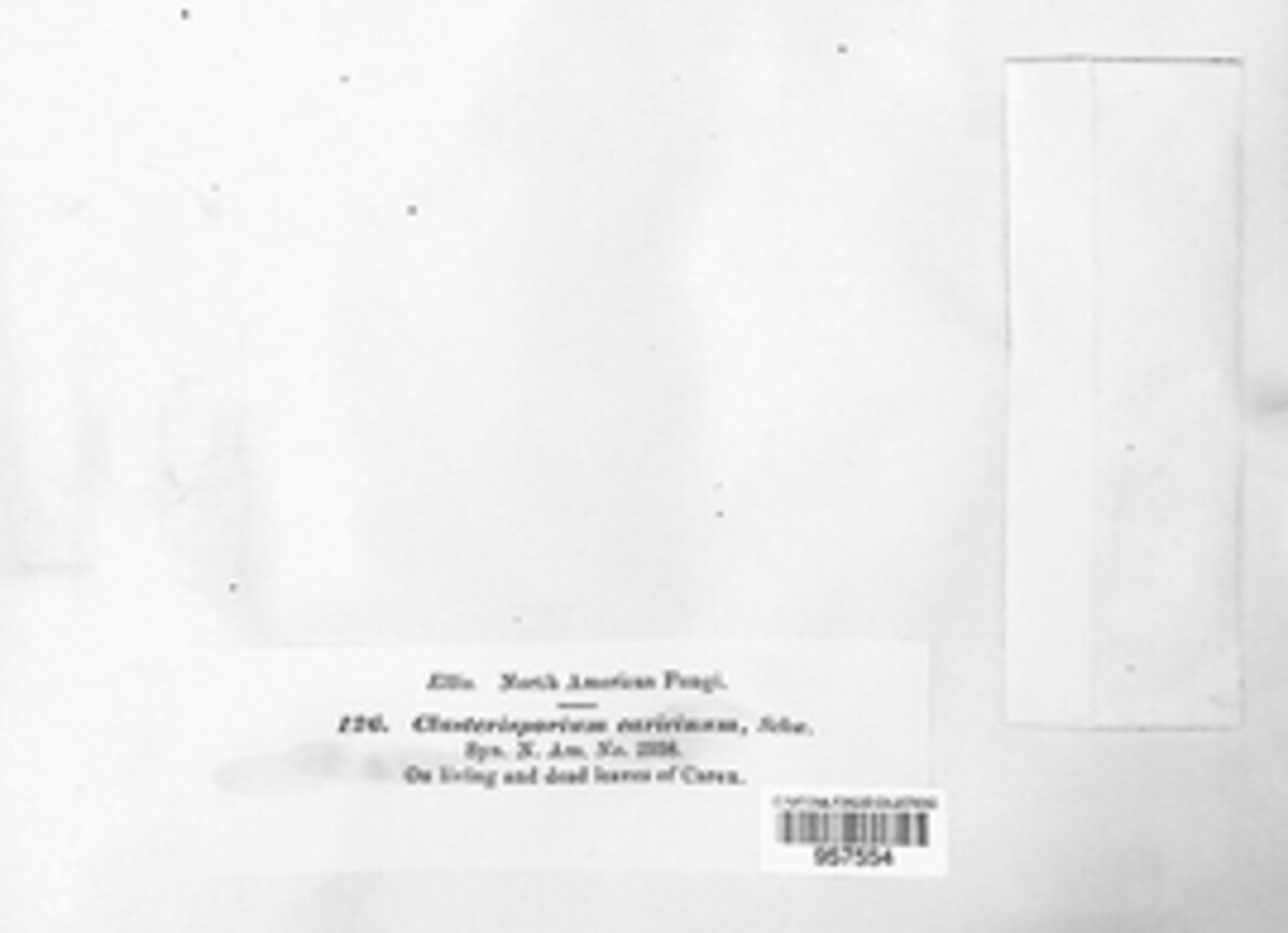 Clasterosporium image